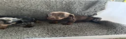 Dachshund dogs for sale: 2 gorgeous dappled and 1 brown Dachshund puppies  in Godalming - Advert 8
