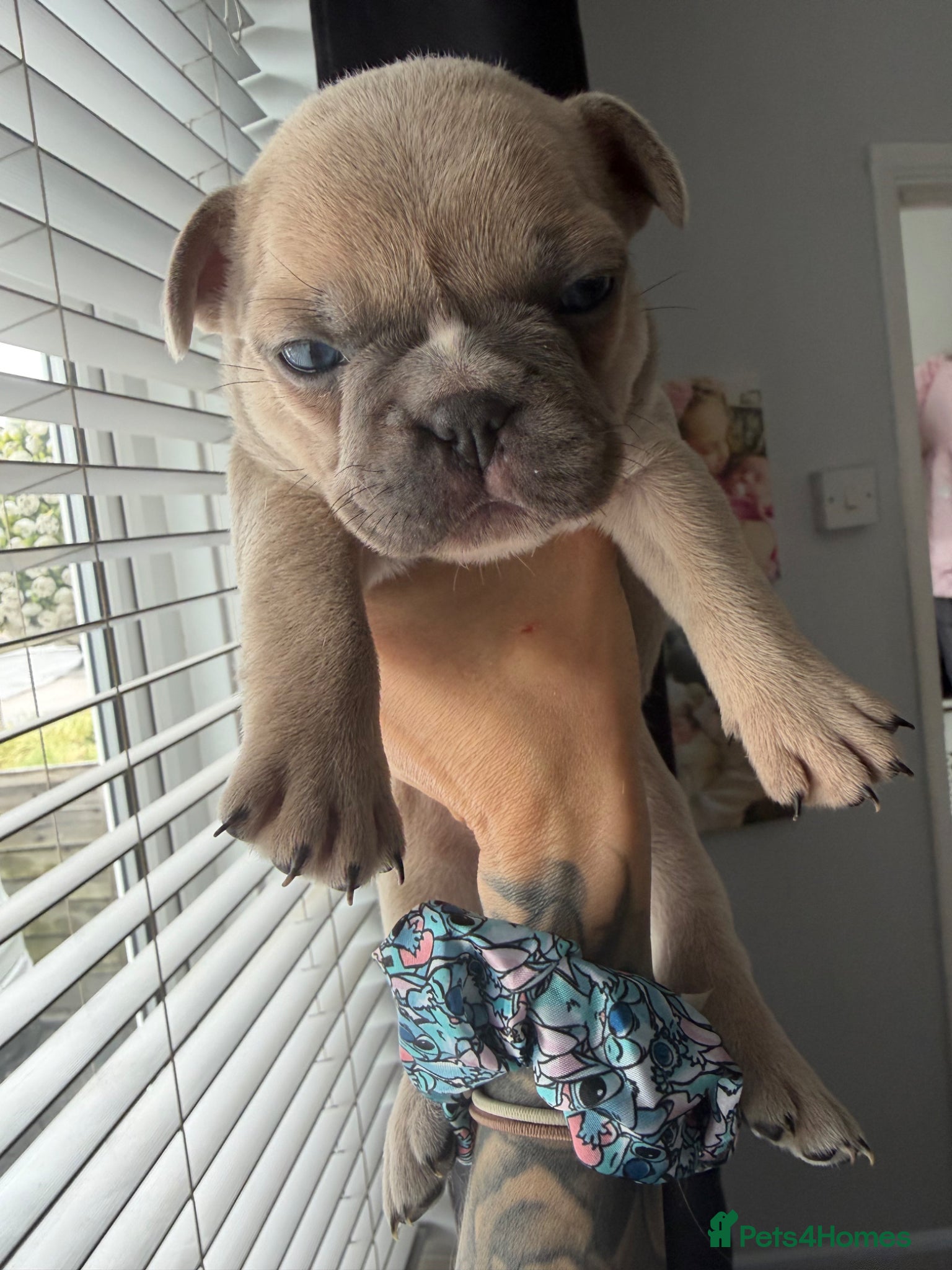 French Bulldog dogs for sale: 🐾 French Bulldog Puppies Available 🐾 in South Ockendon - Advert 10