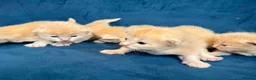 Ragcoon cats for sale: Rare Ragacoon Ragdoll x Maine Coon  - Advert 19
