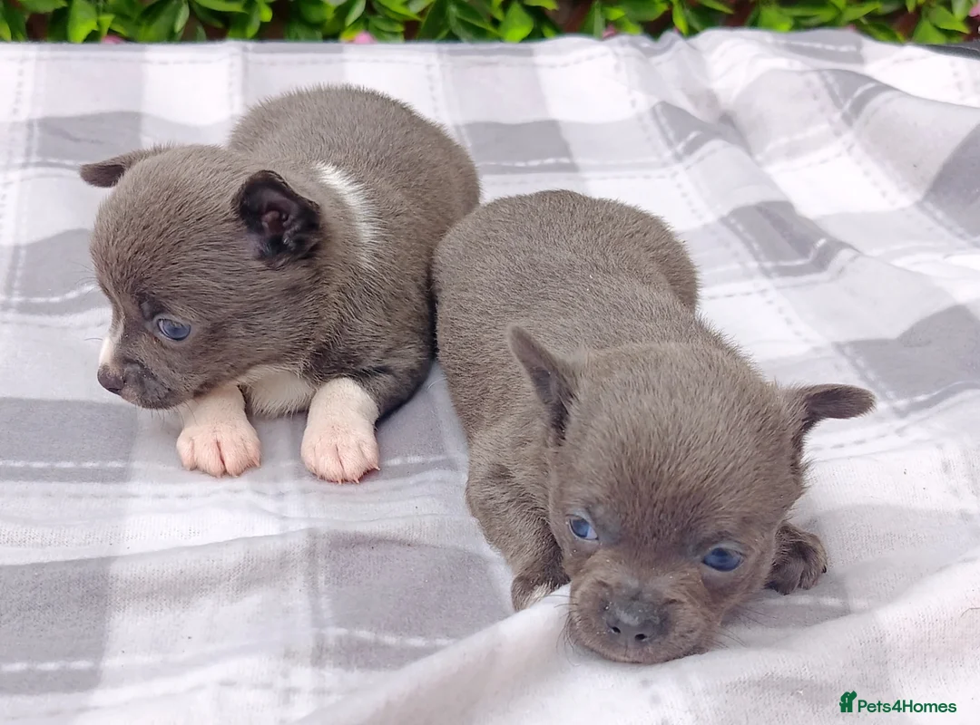 Chihuahua dogs for sale: STUNNING LITTLE PUPS KC REG 2 GIRLS  - Advert 1