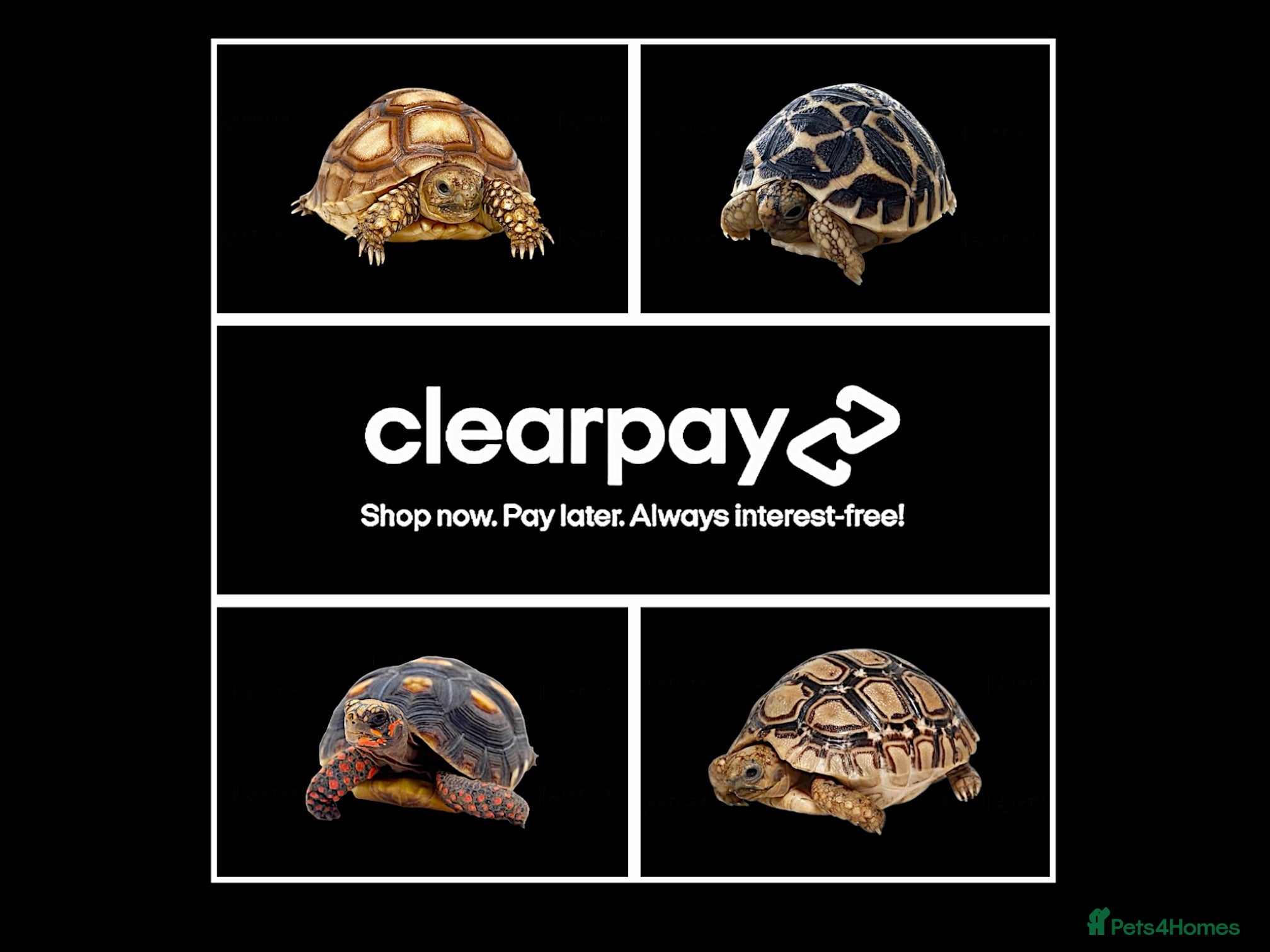 Tortoise reptiles TORTOISE BABIES - Advert 4