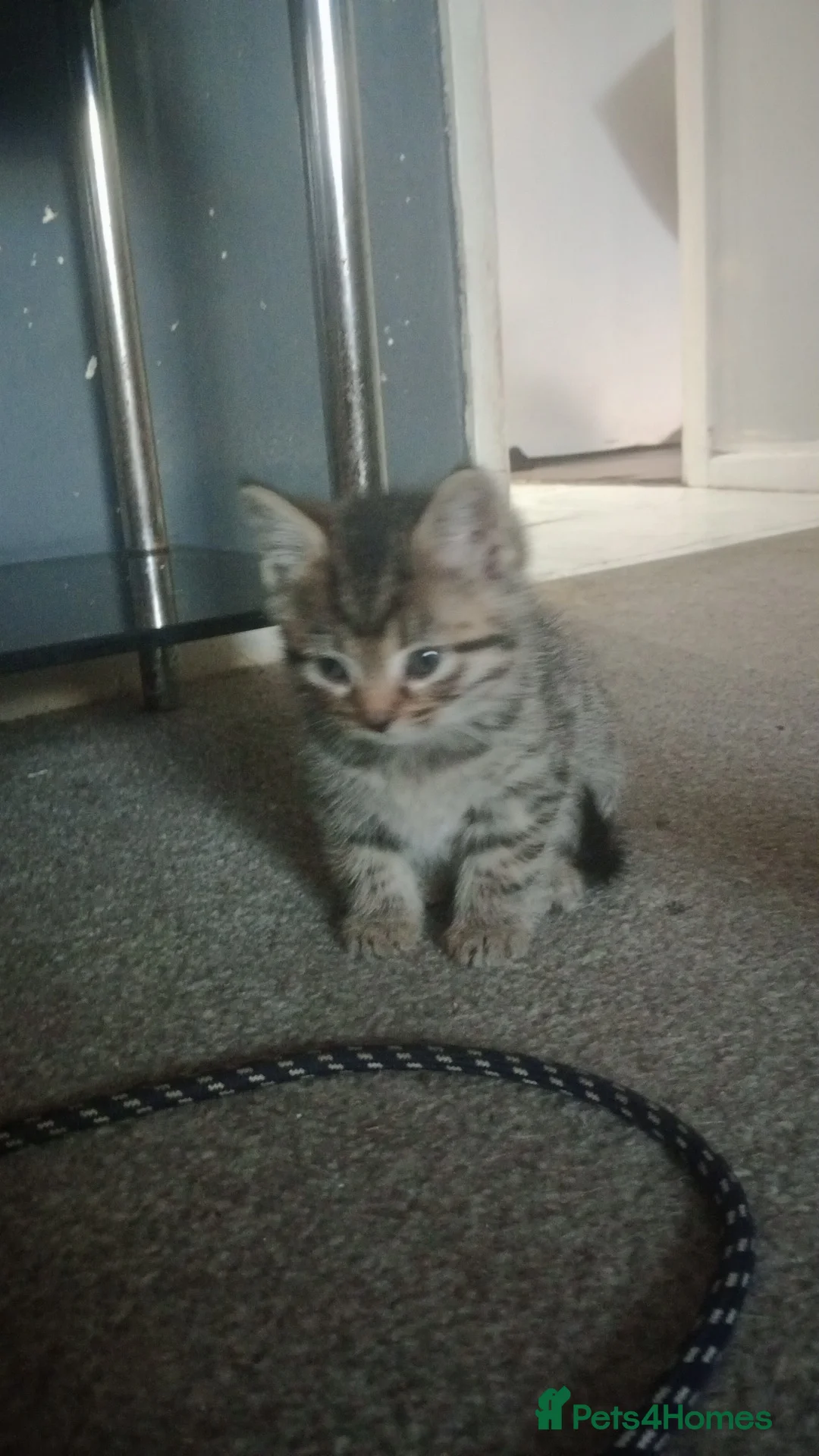 Mixed Breed cats for sale: Tabby kitten  in Manchester - Advert 2
