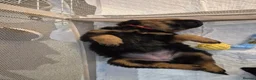 Rottweiler dogs for sale: Rottweiler Puppies Looking for Their Forever Homes - Advert 36