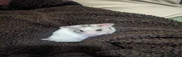Hamster rodents for sale: hamster  - Advert 3