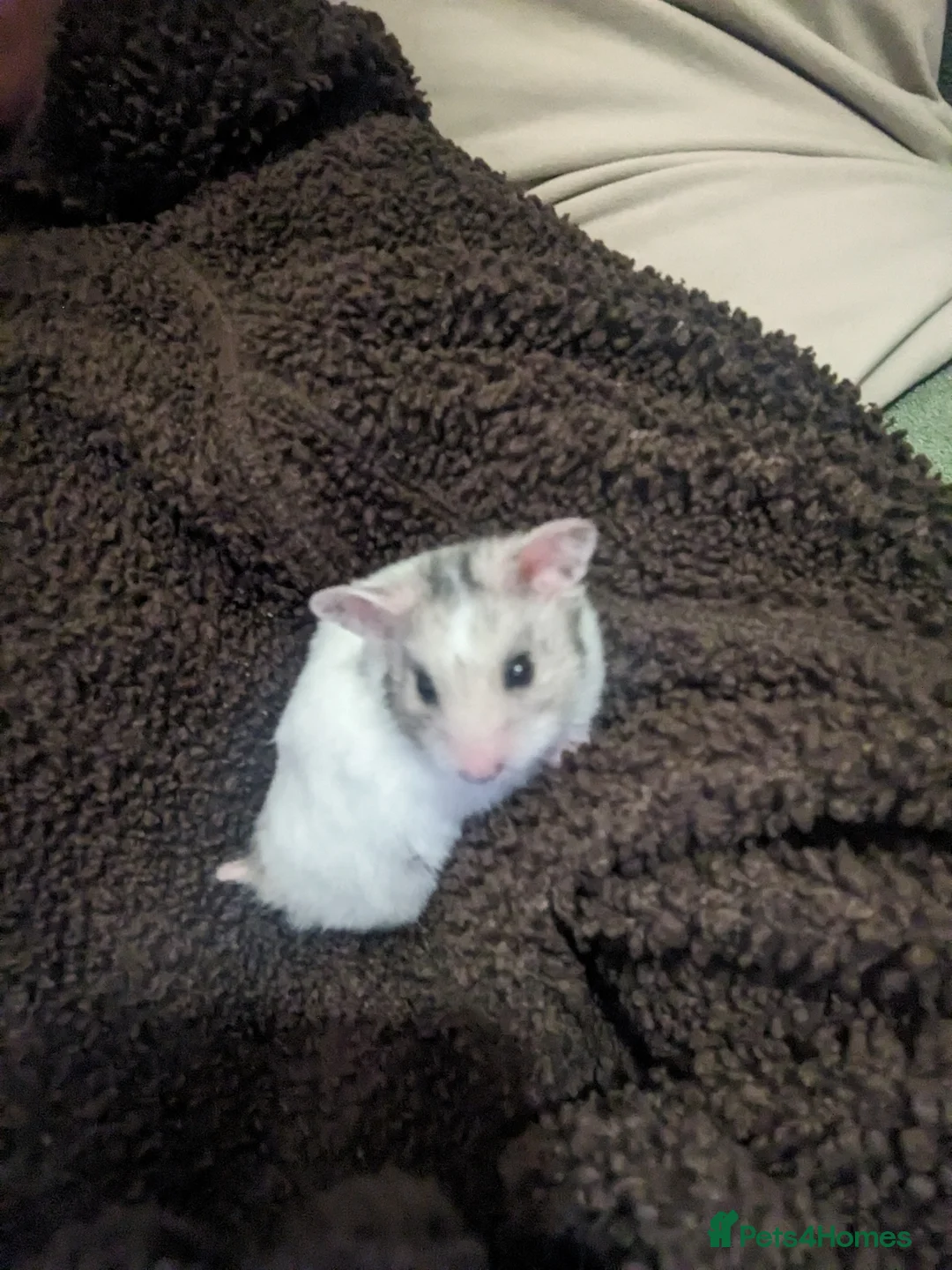 Hamster rodents for sale: hamster  - Advert 3