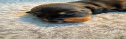 Miniature Dachshund dogs for sale: KC Miniature dachshunds (smooth haired) - Advert 6