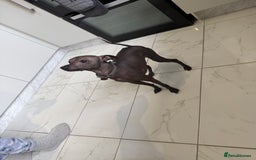 Mexican Hairless dogs for sale: MINI MEXICAN HAIRLESS MALE!   - Image 12