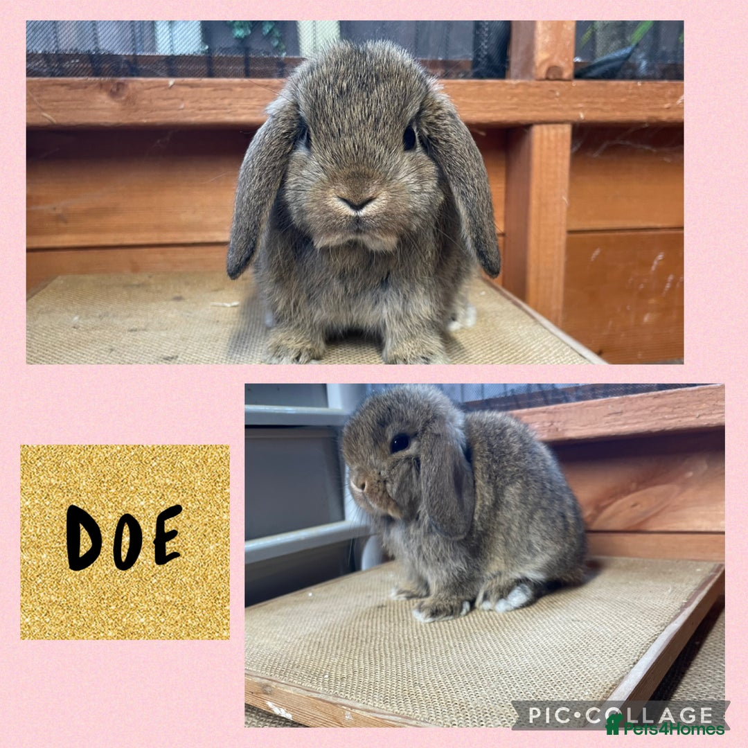 Mini Lop rabbits for sale: Mini lop girls ready now  - Image 2