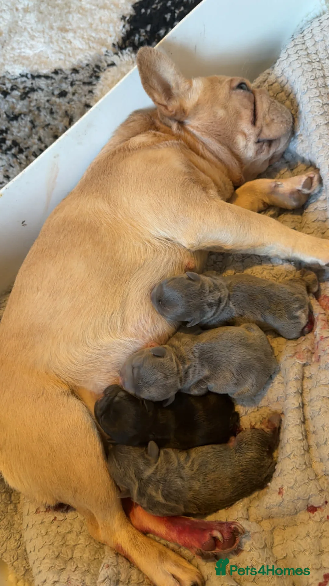 French Bulldog dogs for sale: Beautiful French bulldogs in Barnsley - Advert 1