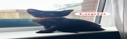 Domestic Shorthair cats for adoption: Cosmos and Lupin, 4 month old brothers  in Reading - Advert 2