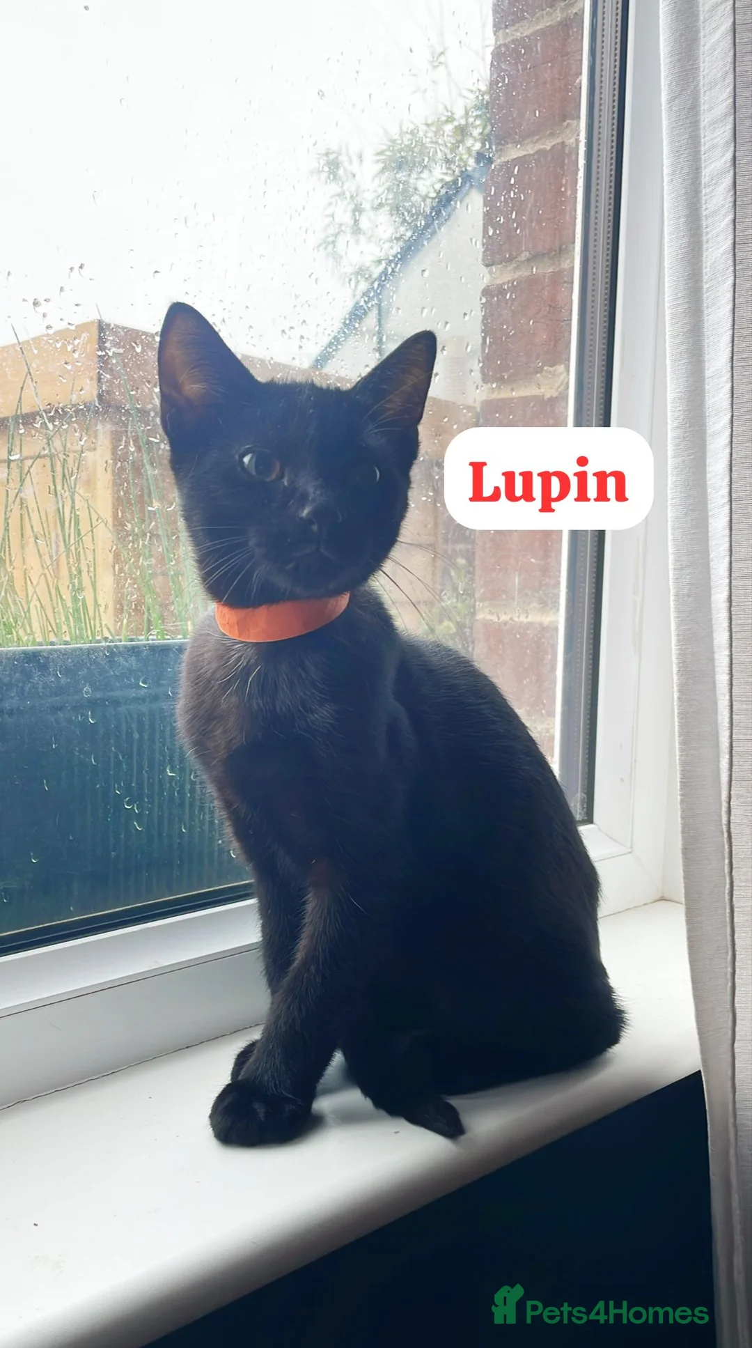 Domestic Shorthair cats for adoption: Cosmos and Lupin, 4 month old brothers  in Reading - Advert 2