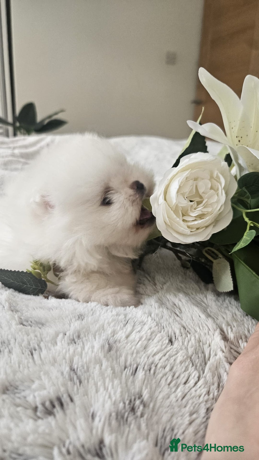 Pomeranian dogs for sale: Little beautiful pomeranians Tamworth  - Advert 5