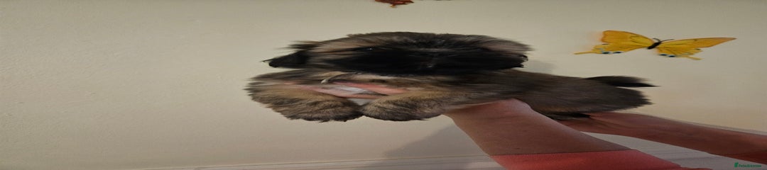 Lhasa Apso Puppy 1