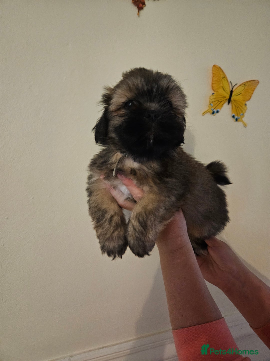 Lhasa Apso dogs for sale: Lovely pedigree puppys - Image 13