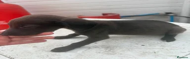 Whippet 3