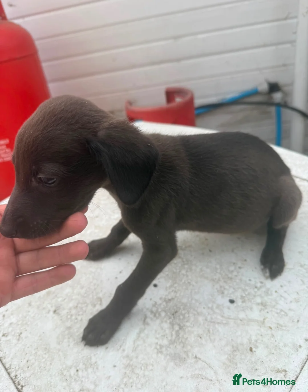 Whippet dogs for sale: BEAUTIFUL WHIPPET PUPS in Tilbury - Advert 4