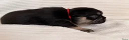 French Bulldog dogs for sale: KC French bulldog puppies highly healthed parents - Advert 9