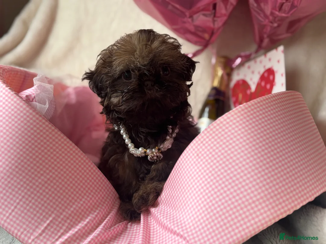 Shih Tzu dogs for sale: ❤️ READY NOW ❤️  ** s Babies ❤️ - Advert 2