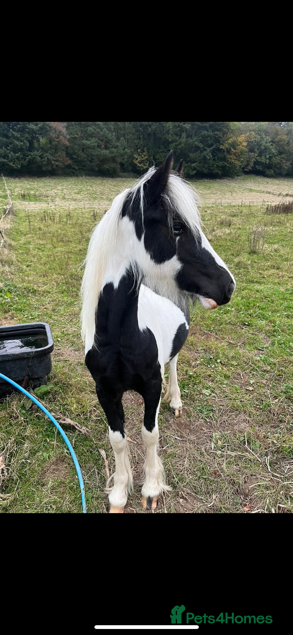 Irish Cob horses 🌸💖luna🌸💖 - Advert 14