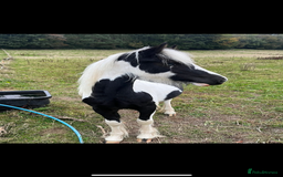 Irish Cob horses for sale: 🌸💖luna🌸💖 - Image 1