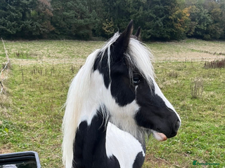 Irish Cob horses - Advert 2