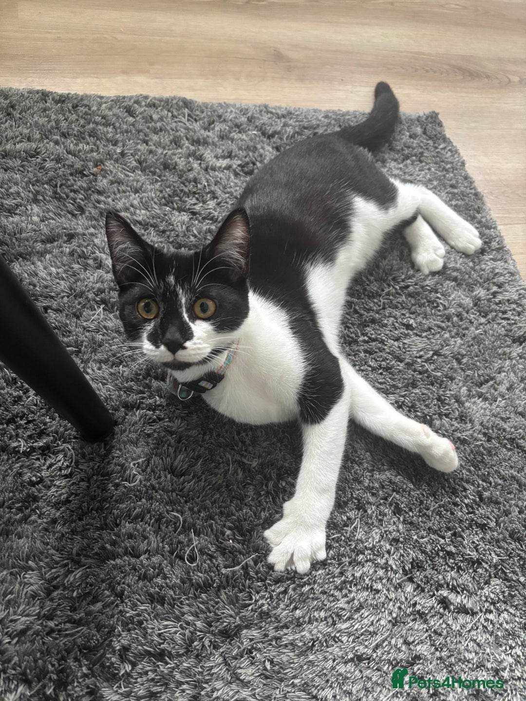 Domestic Shorthair cats for sale: 8 month old DSH - Image 1