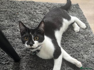 Domestic Shorthair cats - Advert 33