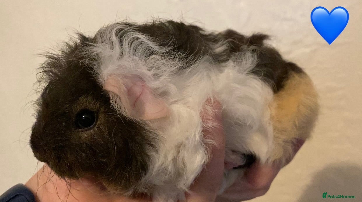 Guinea Pig rodents Gorgeous baby Guinea pigs - Advert 17