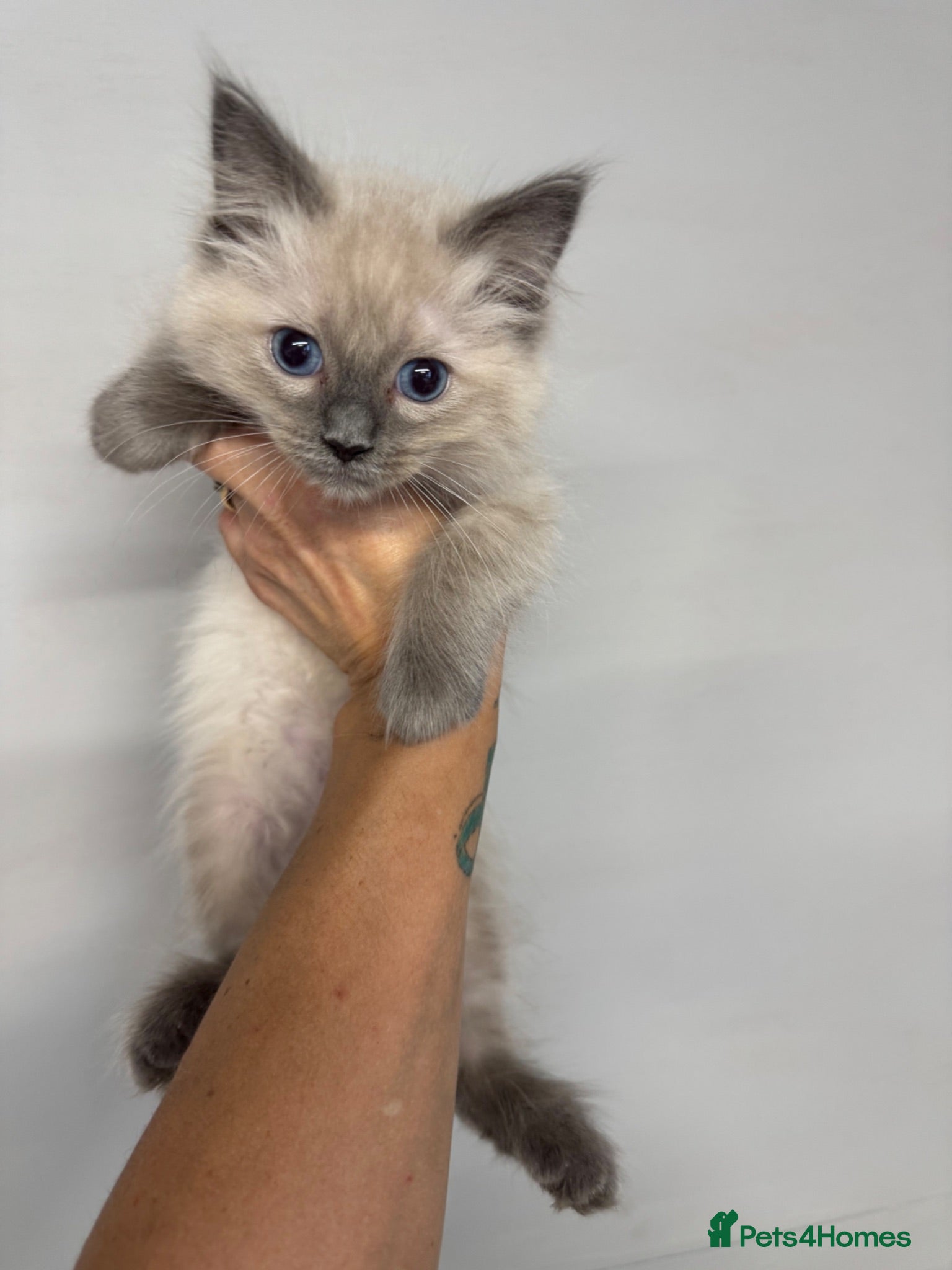 Ragdoll cats 🌸 Gorgeous Ragdoll Kittens 🌸 - Advert 1