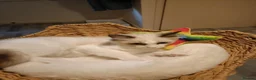 Ragdoll cats for sale: Ready active kittens Champion status Dad - Advert 7