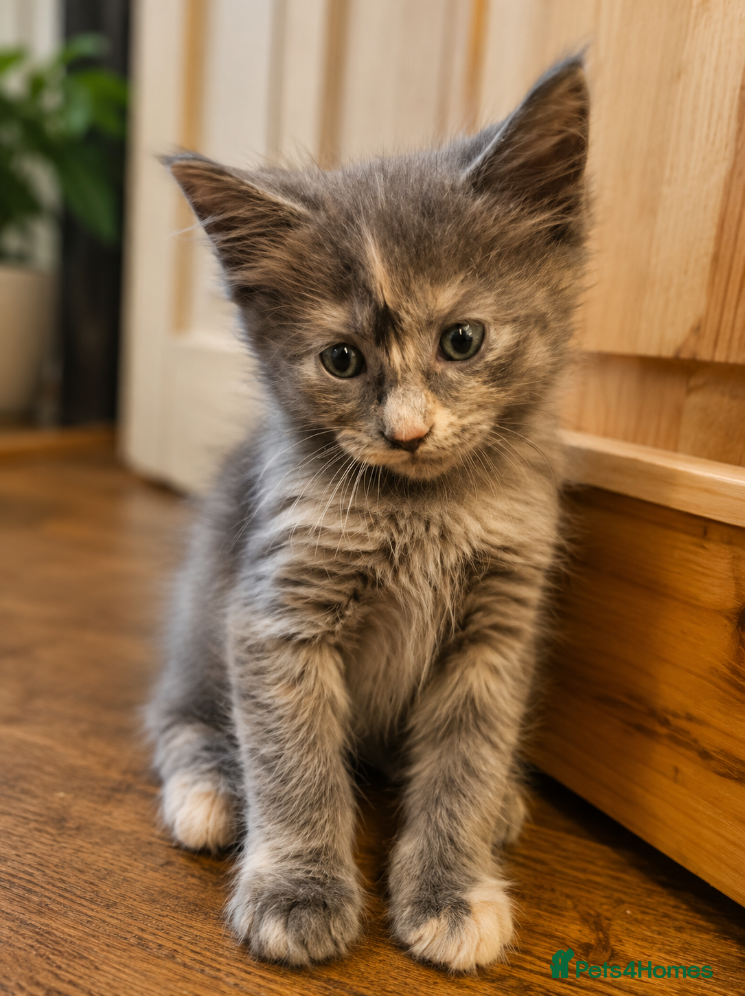Maine Coon cats maine coon kittens beautiful kittens  - Advert 5