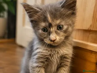 Maine Coon cats maine coon kittens beautiful kittens - Advert 2