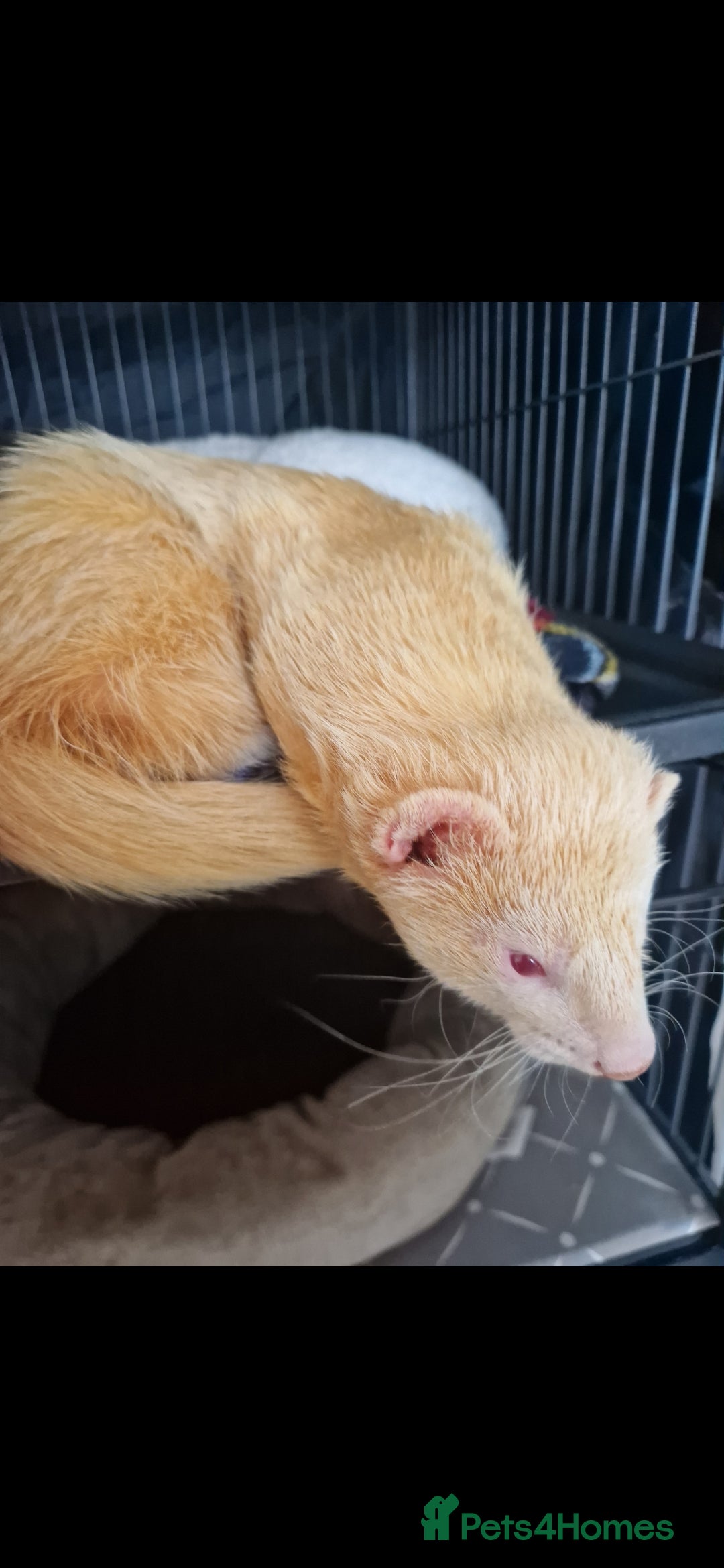 Ferret rodents for sale: 2 Male Albino Ferrets With Everything  - Image 18