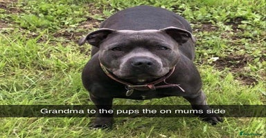 Staffordshire Bull Terrier dogs - Advert 7