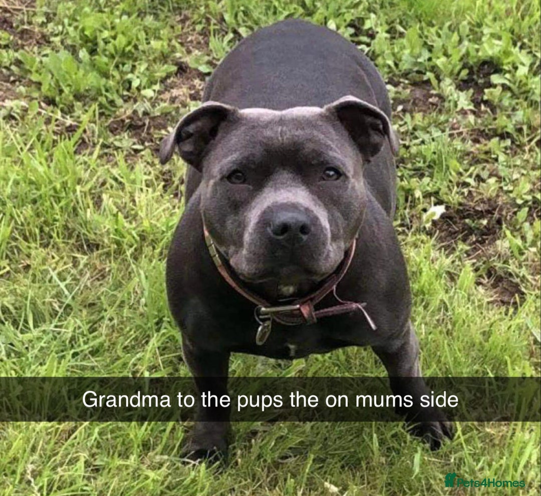 Staffordshire Bull Terrier dogs for sale: KC CHAMPION LINES STAFFORDSHIRE BULL TERRIER PUPS  - Image 3
