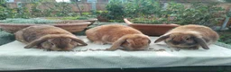 Mini Lop rabbits for sale: Pretty (Mostly) Female Minilop and Dwarf Lop - Advert 5