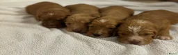 Cocker Spaniel dogs for sale: Working type cocker spaniel puppys - Advert 10