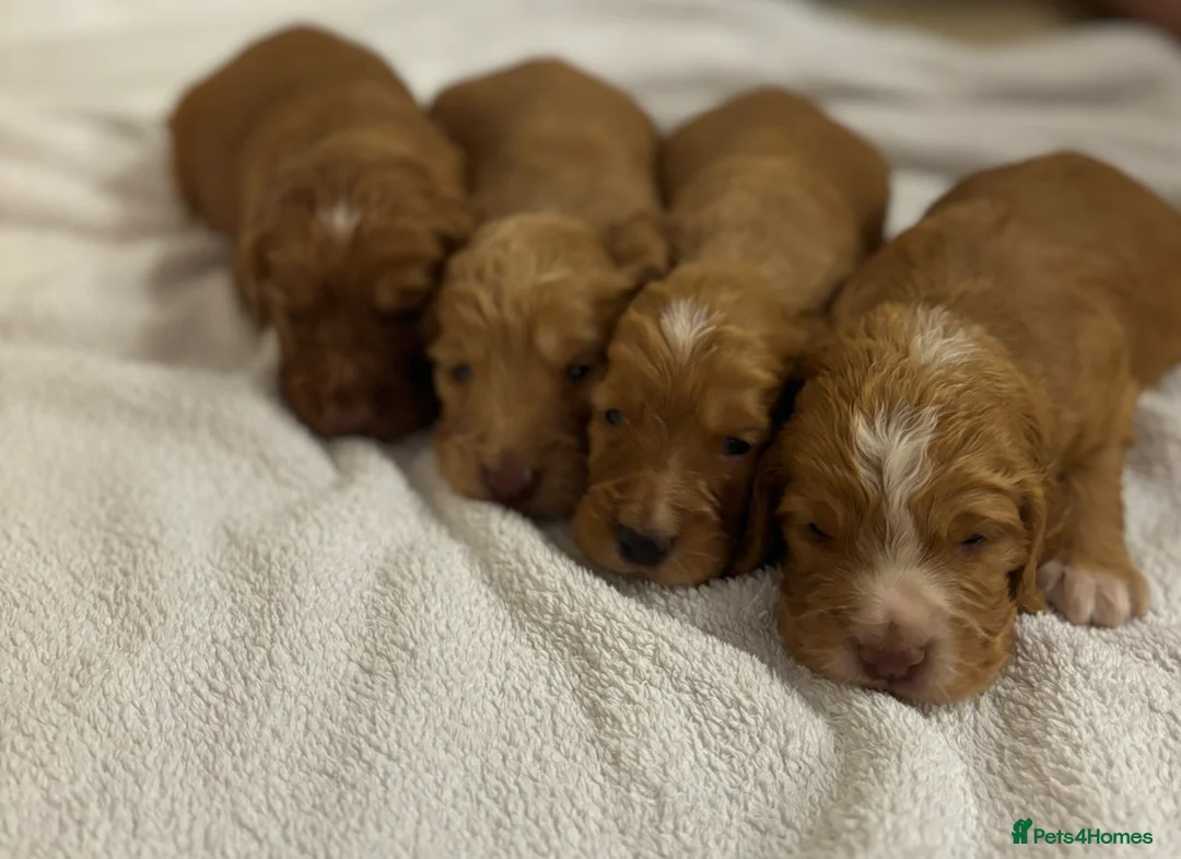 Cocker Spaniel dogs for sale: Working type cocker spaniel puppys - Advert 10