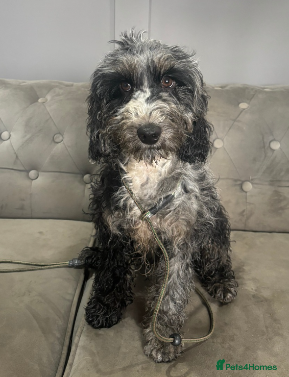 Cockapoo dogs Fully trained cockerpoo  - Advert 5