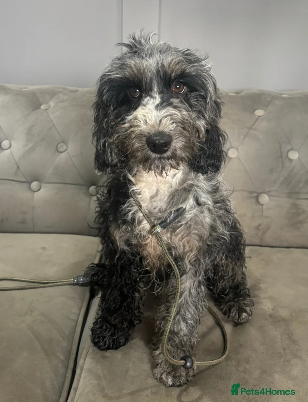 Cockapoo dogs for sale: Fully trained cockerpoo  - Advert 1