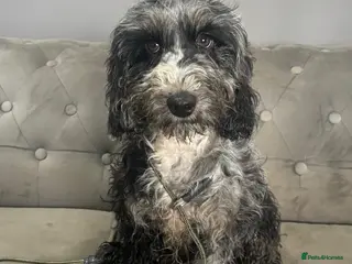 Cockapoo dogs Fully trained cockerpoo - Advert 5