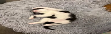 Gill