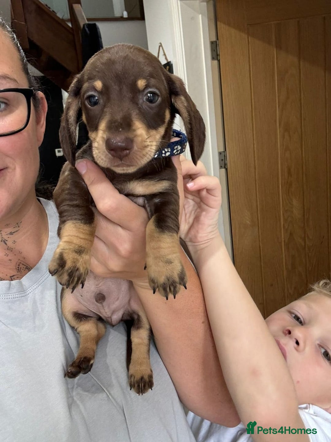 Miniature Dachshund dogs for sale: miniature dachshund puppies - Image 3