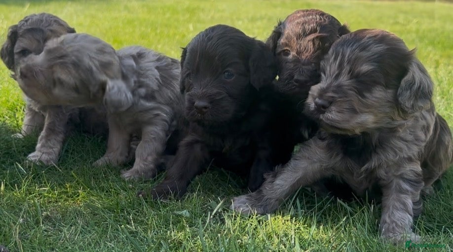 Cockapoo dogs Licensed Chocolate & Merle Cockapoo Puppies - Advert 1