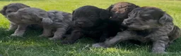 Cockapoo dogs for sale: Licensed Chocolate & Merle Cockapoo Puppies - Advert 1