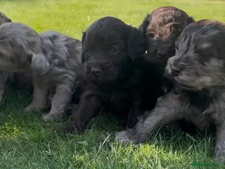 Cockapoo dogs Chocolate Merle Cockapoo Puppies - Advert 2
