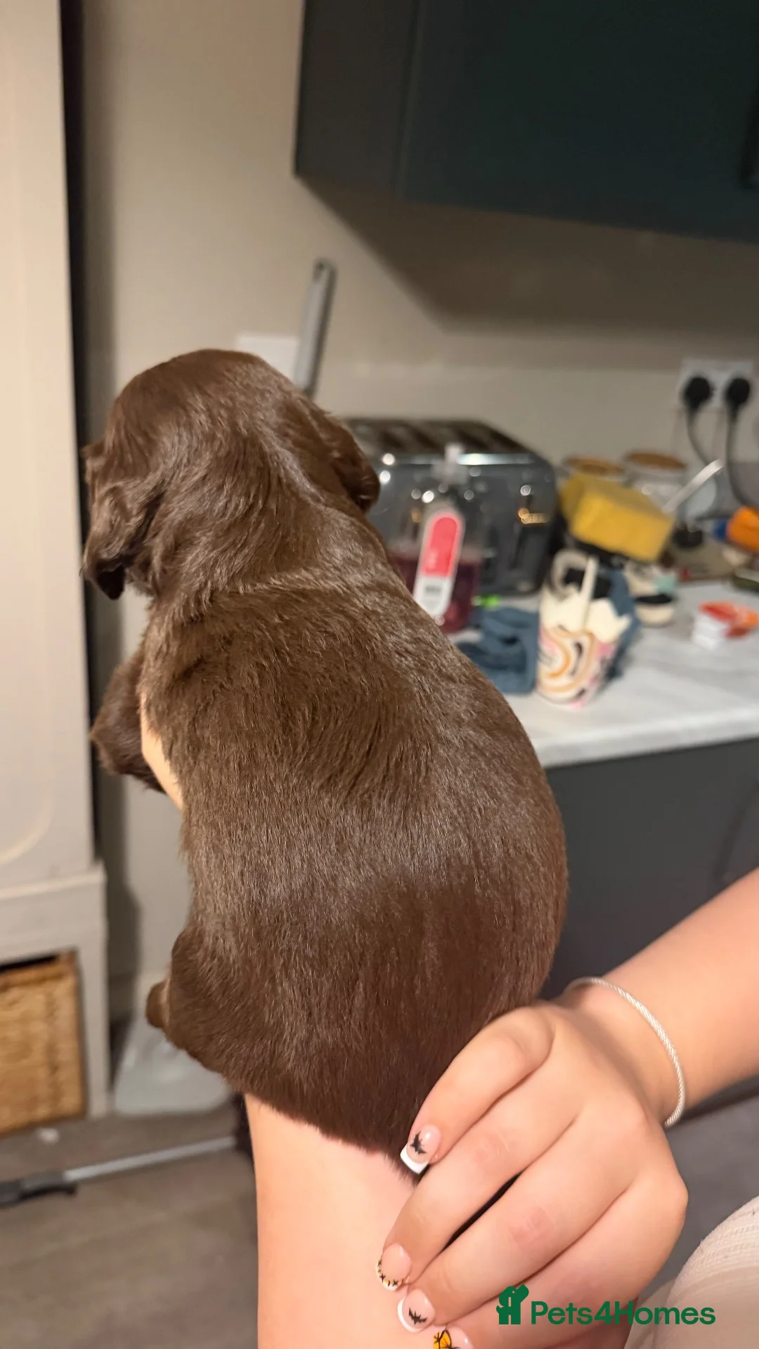 Mixed Breed dogs for sale: Sprockerpoo puppies in Callington - Advert 13
