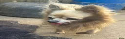 Chihuahua dogs for sale: Male creme longfur chihuahua and jackrusselterrier - Advert 16