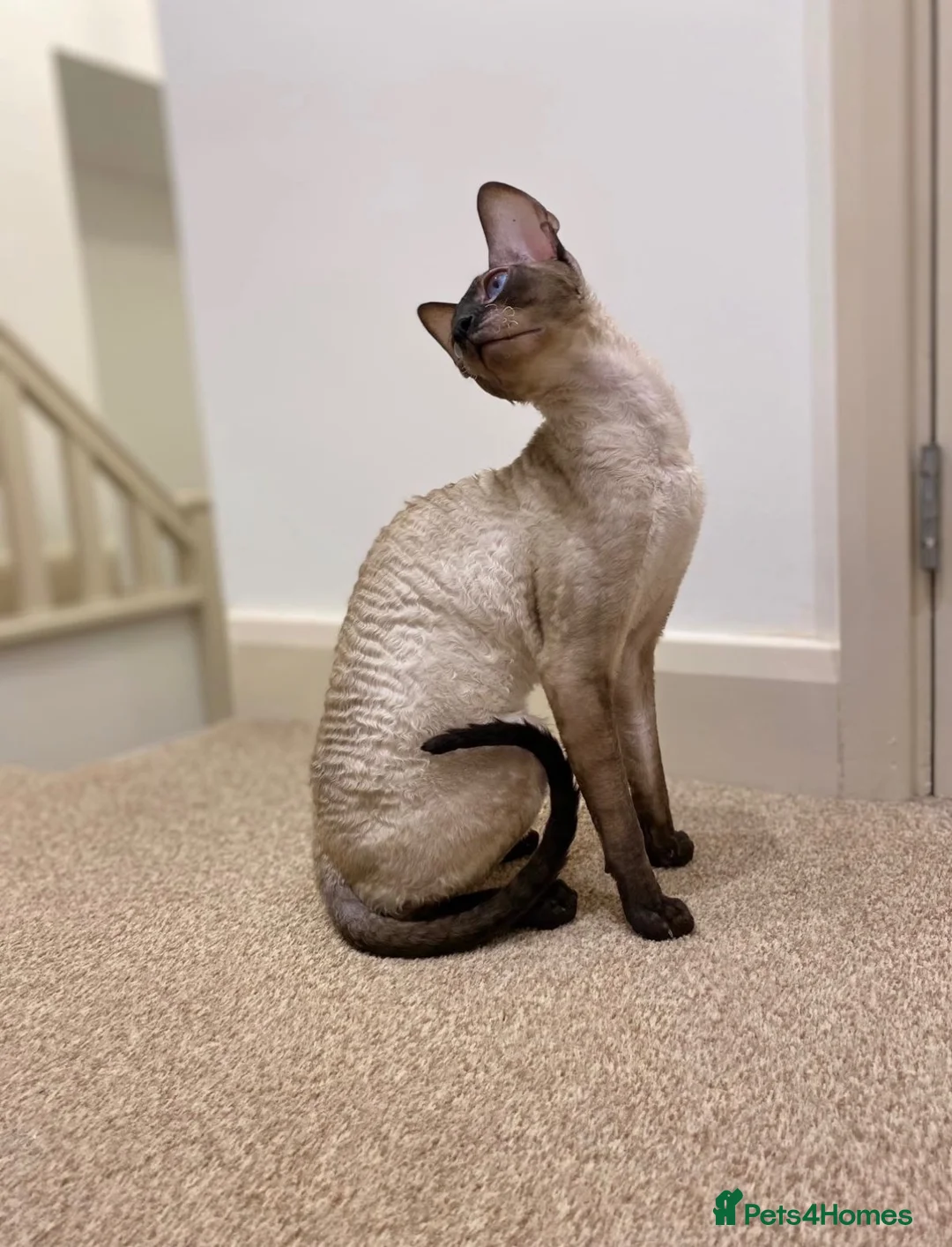 Cornish Rex cats for sale: Stunning male Cornish Rex.  - Advert 2