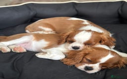 Cavalier King Charles Spaniel dogs for sale: KC Reg Health Tested Cavalier puppies  in Airdrie - Image 6